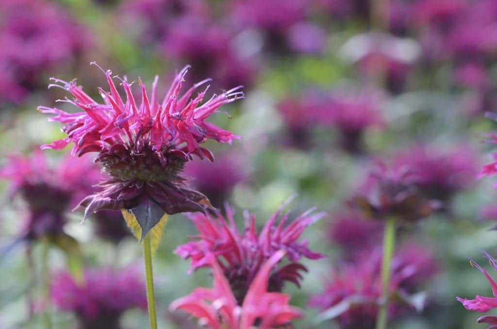 A close-up of a bee balm blossom