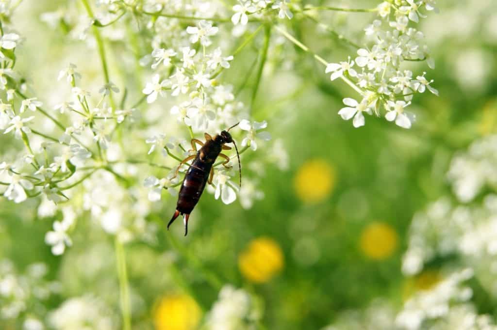 Earwig insect crawling on flower
