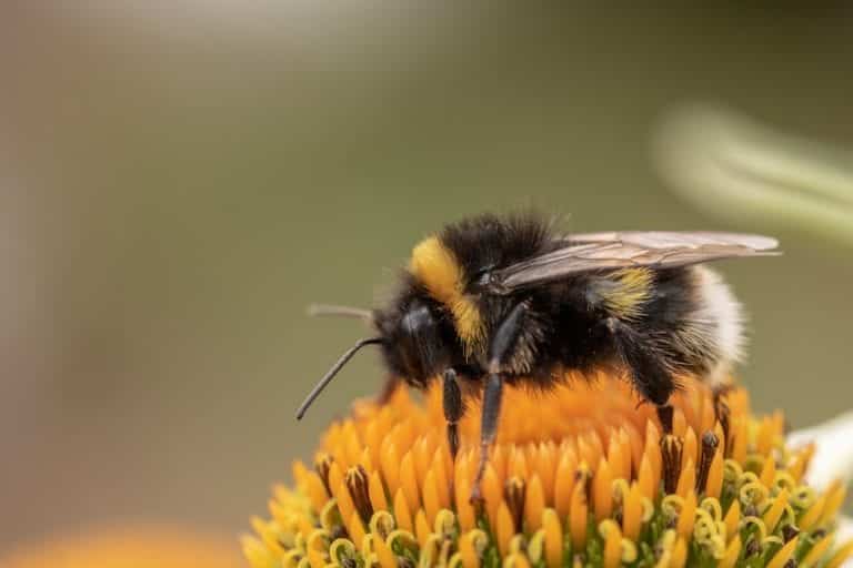 Bumblebees Bite Plants to Force Them to Flower (Seriously)
