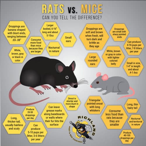 Rats Vs. Mice Infographic