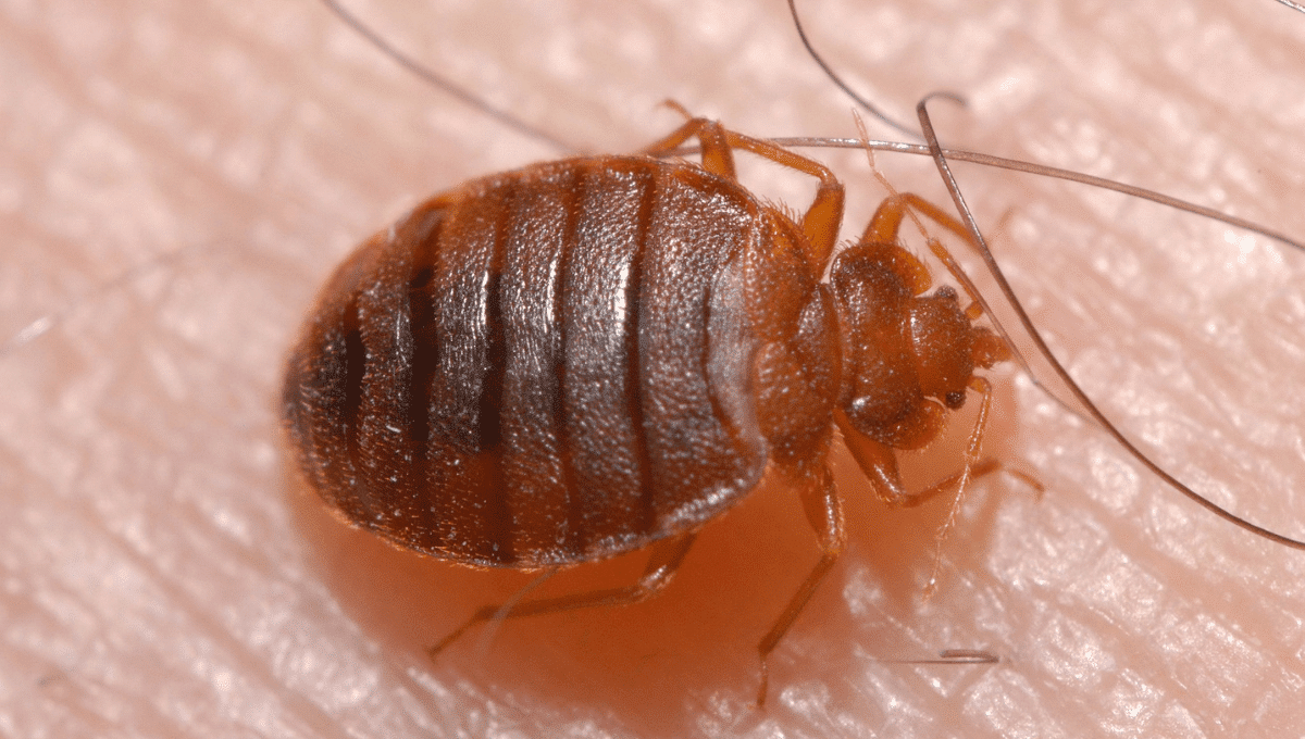 8 Bed Bug Myths Busted!