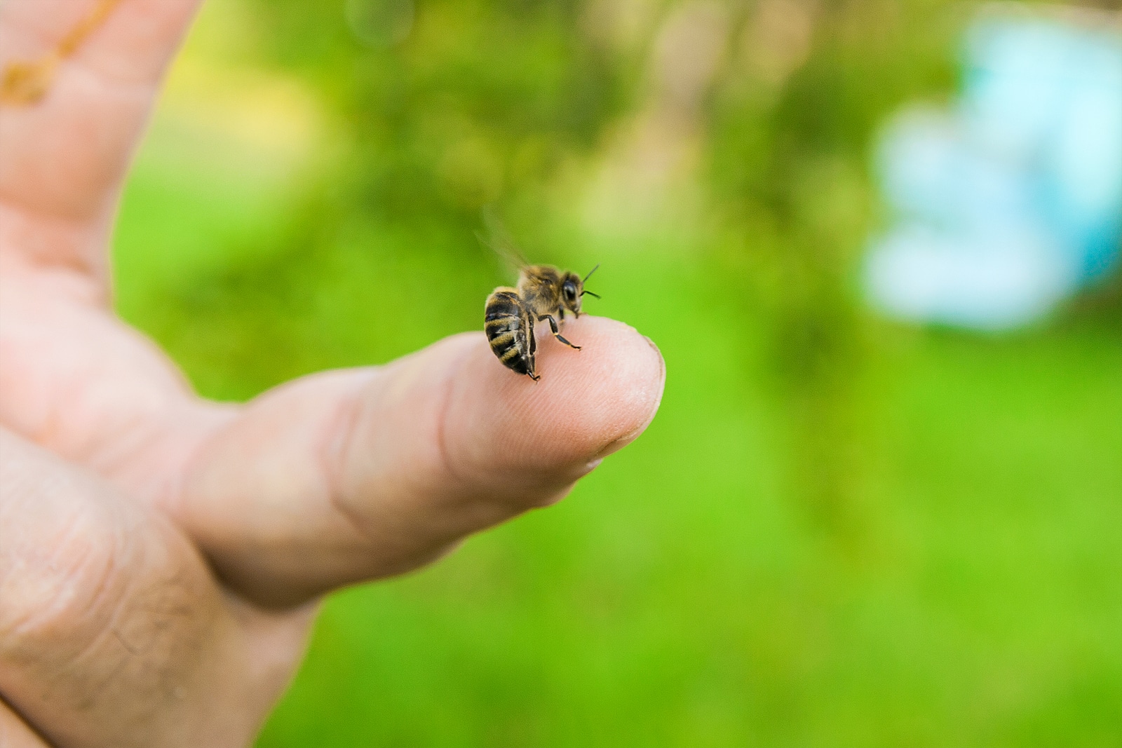 How to Protect Your Home From Stinging Insects