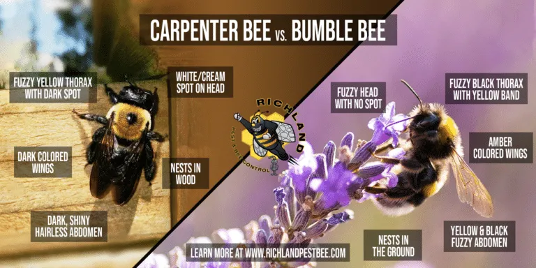 CARPENTER BEES
