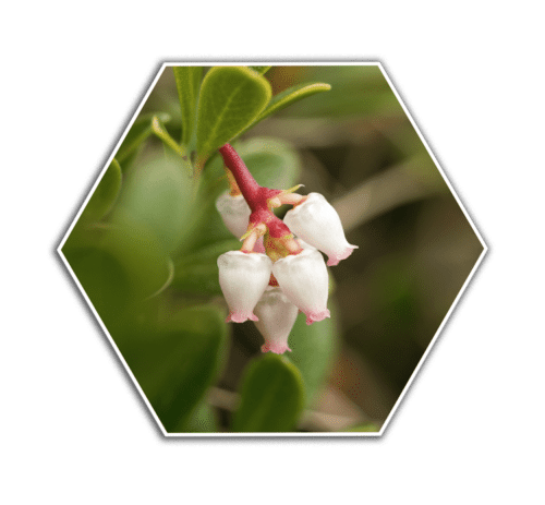 bearberry flower