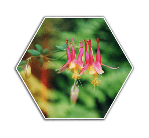 wild red columbine flower