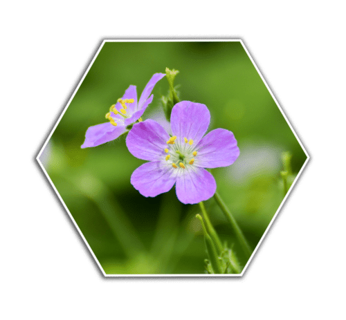 wild geranium flower