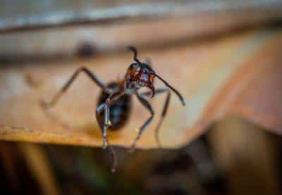 Ant Pest Control Experts | Servicing Connecticut & Western Mass