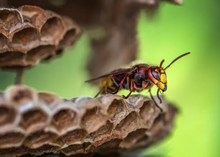 types of wasp nests