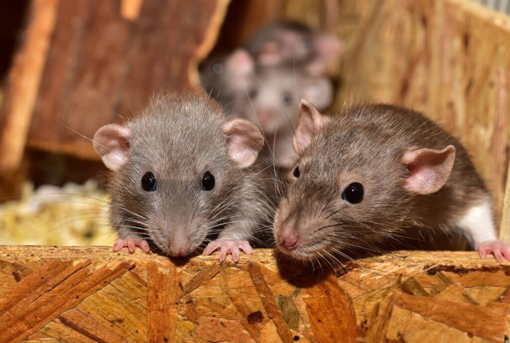 rodent infestation, mice