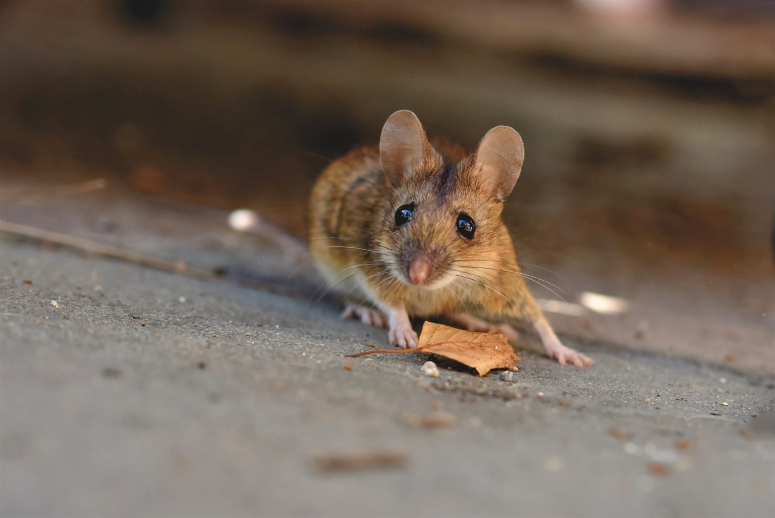 How To Get Mice Out Of Your Home Effectively