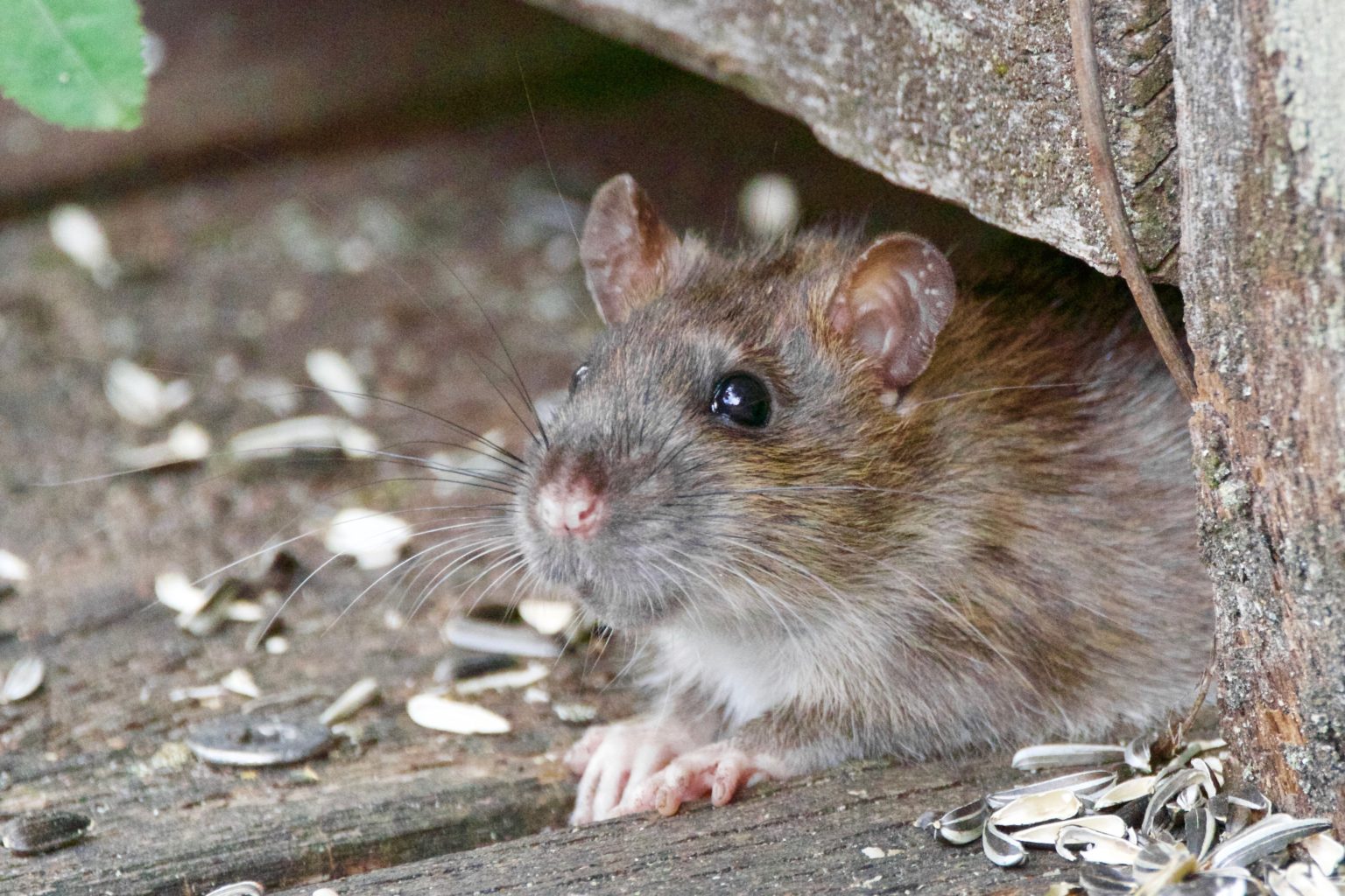How We Can Learn From New York's Rodent Legislation
