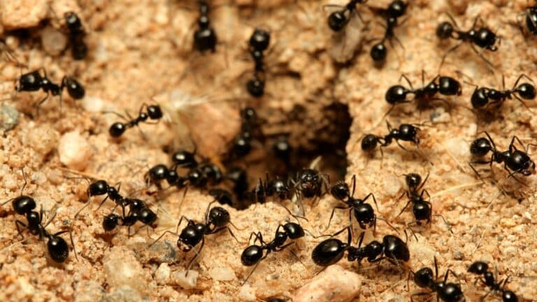 Ant Lifespan: Pest Control Implications